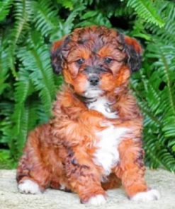 Goldendoodle Pet Paint By Numbers