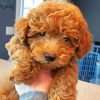 Brown Goldendoodle Paint By Numbers