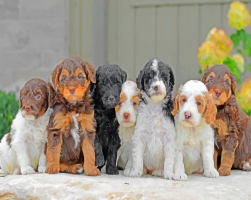 Goldendoodle Puppies Paint By Numbers