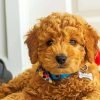 Goldendoodle Puppy Paint By Numbers
