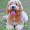 Goldendoodle Dog Paint By Numbers