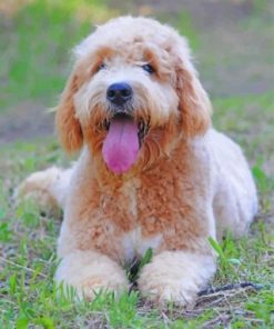 Goldendoodle Dog Paint By Numbers
