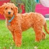 Adorable Goldendoodle Paint By Numbers