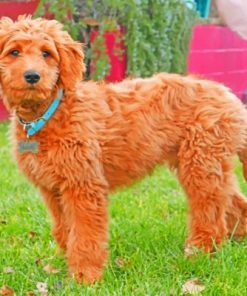 Adorable Goldendoodle Paint By Numbers