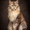 Maad Maine Coon Paint By Number
