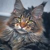 Aesthetic Maine Coon Cat Paint By Number
