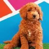 Goldendoodle Puppy Paint By Numbers