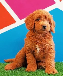 Goldendoodle Puppy Paint By Numbers