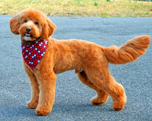 Brown Goldendoodle Puppy Paint By Numbers