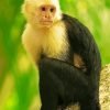 Panamanian White Faced Capuchin Monkey Paint By Number