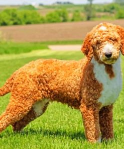 Goldendoodle Puppy Dog Paint By Numbers