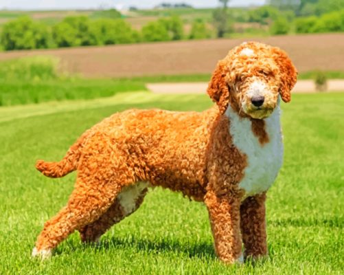Goldendoodle Puppy Dog Paint By Numbers