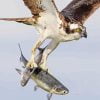 Aesthetic Osprey Carrying Fish Paint By Number
