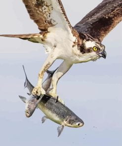 Aesthetic Osprey Carrying Fish Paint By Number