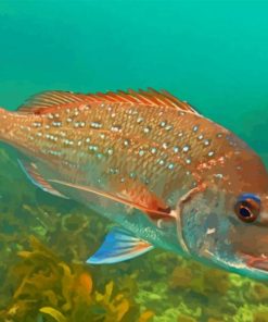 Snapper Fish Paint By Number