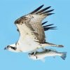 Osprey Carrying Fish Paint By Number