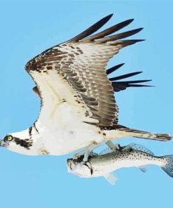 Osprey Carrying Fish Paint By Number
