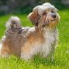 Havanese Dog Animal Paint By Number