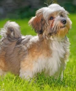 Havanese Dog Animal Paint By Number