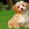 Havanese Dog Paint By Number