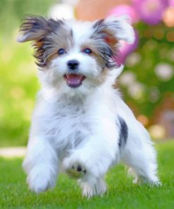 Havanese Puppy Paint By Number