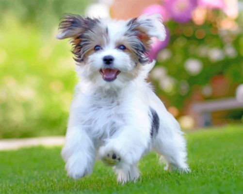 Havanese Puppy Paint By Number