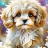 Cute Cavapoo Paint by Number