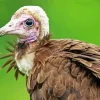 Hooded Vulture Bird Paint by Number