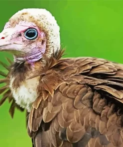 Hooded Vulture Bird Paint by Number