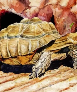 Aesthetic Sulcata Tortoise Paint by Numbers
