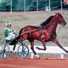 Standardbred Horse Animal Paint by Number