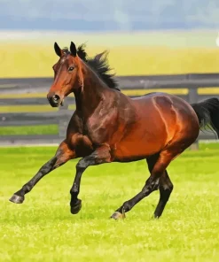 Standardbred Horse Paint by Number