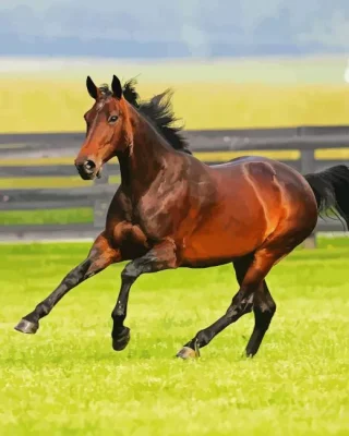 Standardbred Horse Paint by Number