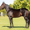 Standardbred Paint by Number