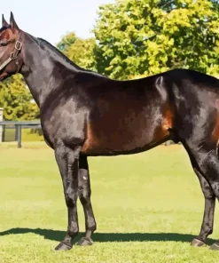 Standardbred Paint by Number