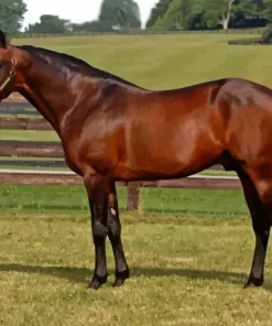 Aesthetic Standardbred Horse Paint by Number