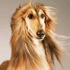 Blonde Afghan Hound Paint By Numbers
