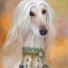 Afghan Hound Paint By Number