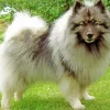 Cute Keeshond Puppy Paint By Numbers
