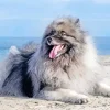 Keeshond Dog Art Paint By Numbers