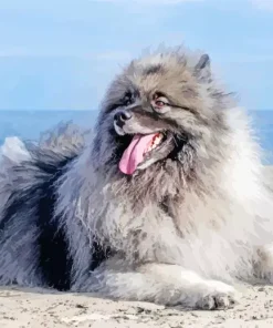 Keeshond Dog Art Paint By Numbers