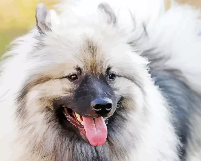 keeshond dog paint by numbers Keeshond Dog Paint By Numbers