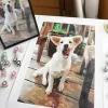 Custom paint by numbers painting of a dog with clearly visible eyes and distinct coat markings, with its source photograph