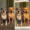 Original photograph and finished custom painting of two pets together with both faces clearly visible