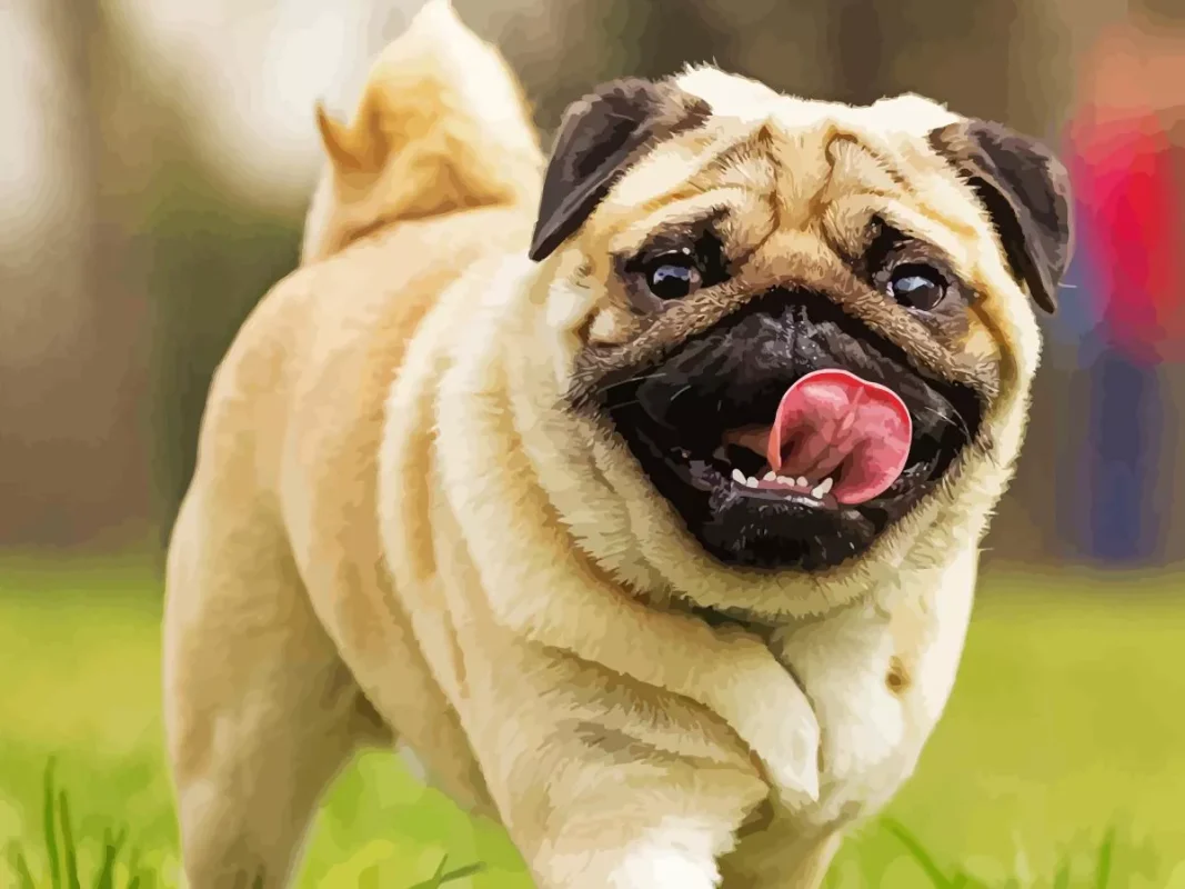 Happy Pug Paint by Numbers