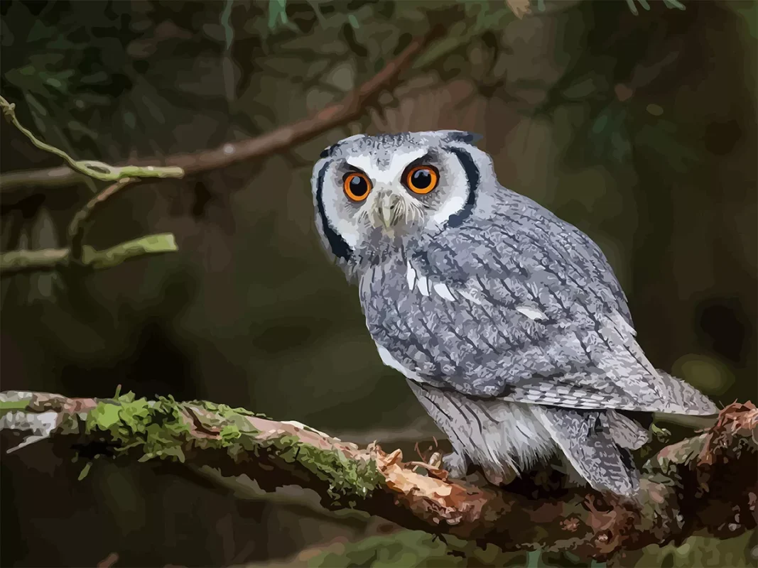 The Allure of Owl painting by numbers