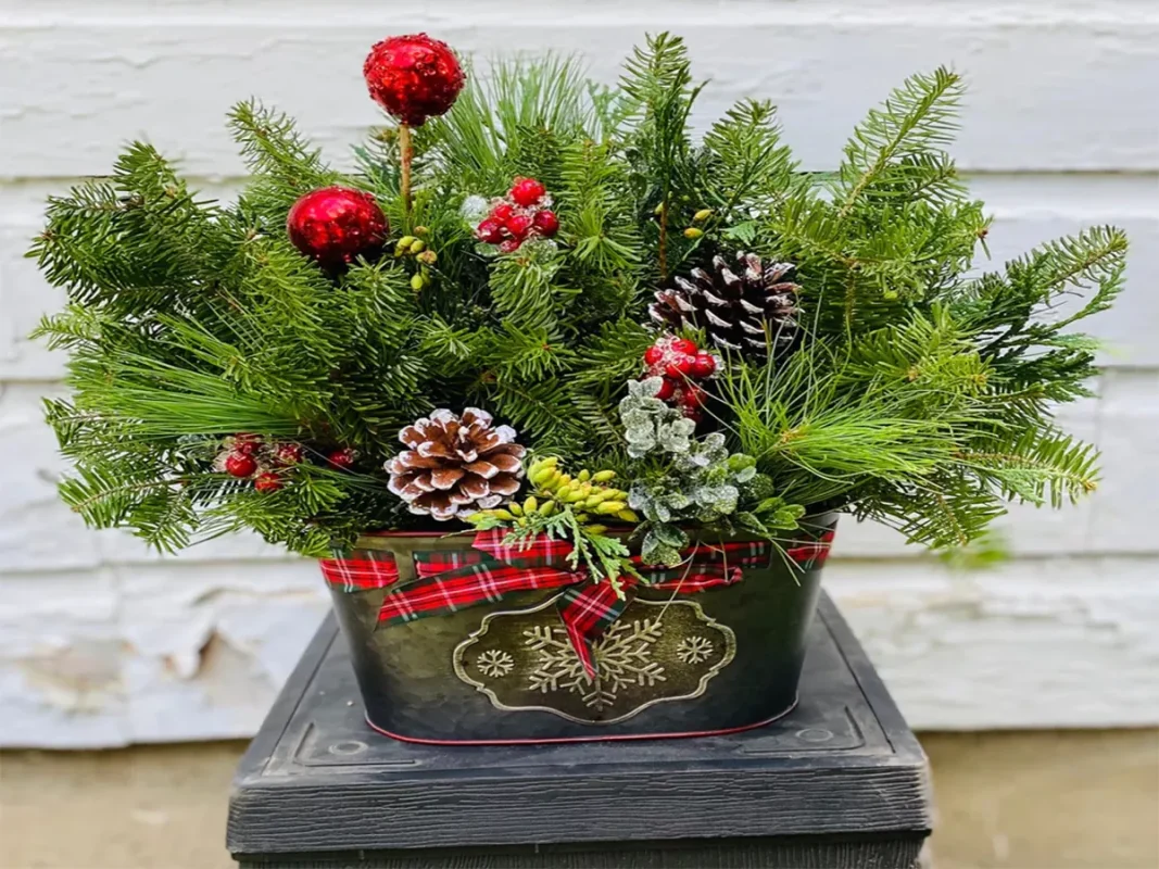 Small evergreens plant