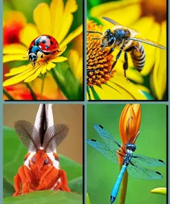 Insects