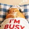 Lazy Cat Paint By Number