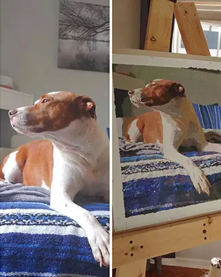 Before and after custom paint by numbers portrait of a brown and white dog resting on a blanket